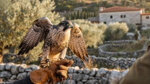 Falknerei Šibenik – ein Ausflugsziel für Groß und Klein